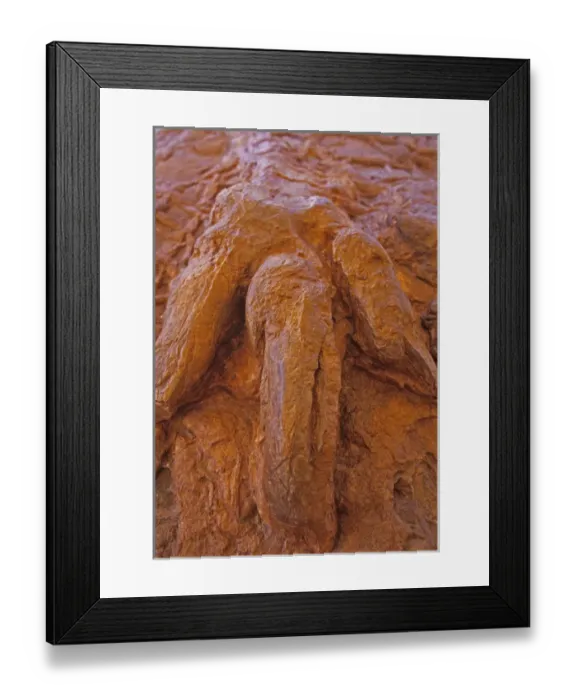 Framed Print : Fossilized dinosaur track on display in St George, Utah, USA