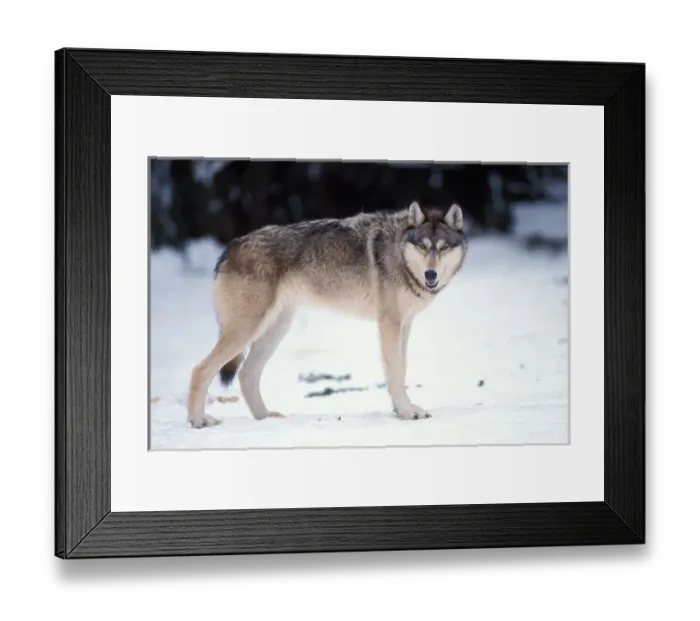Framed Print : gray wolf, Canis lupus, in the foothills of the Takshanuk mountains, northern southeast Framed Print : gray wolf, Canis lupus, in the foothills of the Takshanuk mountains, northern southeast