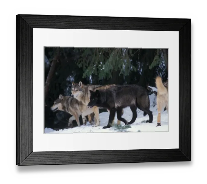 Framed Print : gray wolf, Canis lupus, pack in the foothills of the Takshanuk mountains, northern
