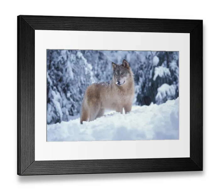 Framed Print : gray wolf, Canis lupus, in the snowy foothills of the Takshanuk mountains, northern Framed Print : gray wolf, Canis lupus, in the snowy foothills of the Takshanuk mountains, northern