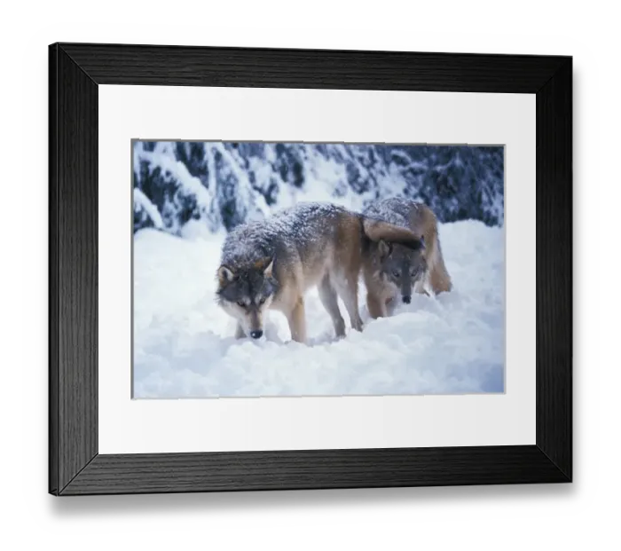 Framed Print : gray wolf, Canis lupus, a pair in the foothills of the Takshanuk mountains, northern Framed Print : gray wolf, Canis lupus, a pair in the foothills of the Takshanuk mountains, northern