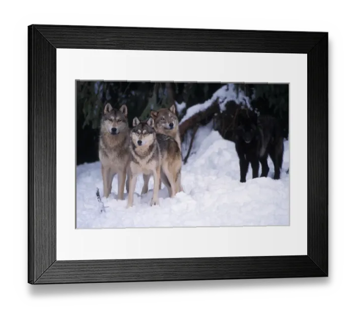 Framed Print : gray wolf, Canis lupus, pack in the foothills of the Takshanuk mountains, northern Framed Print : gray wolf, Canis lupus, pack in the foothills of the Takshanuk mountains, northern