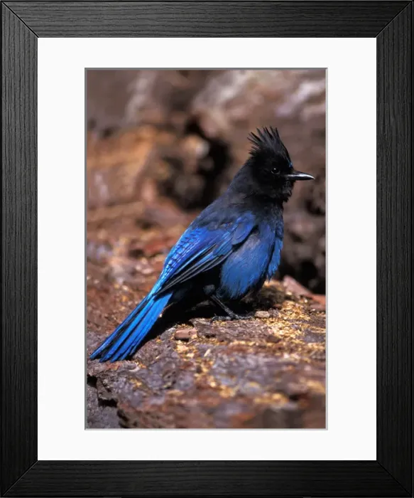 Framed Print : stellers jay, Cyanocitta stelleri, in Kenai Fjords National Park, southcentral