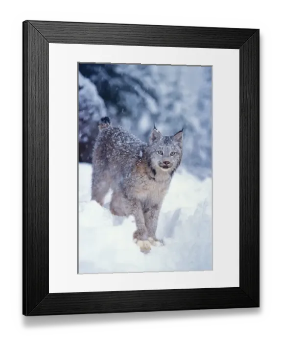 Framed Print : lynx, Lynx lynx, in the snow in the foothills of the Takshanuk mountains, northern