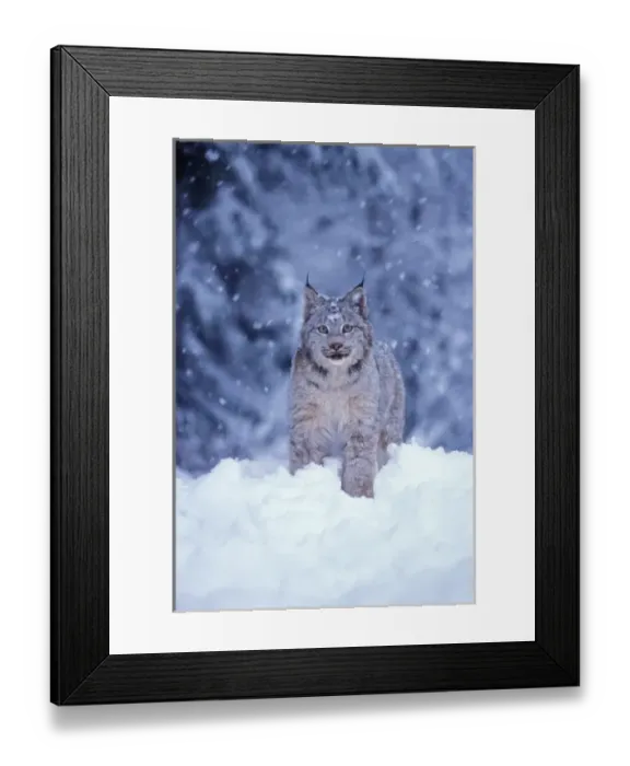 Framed Print : lynx, Lynx lynx, in the snow in the foothills of the Takshanuk mountains, northern Framed Print : lynx, Lynx lynx, in the snow in the foothills of the Takshanuk mountains, northern