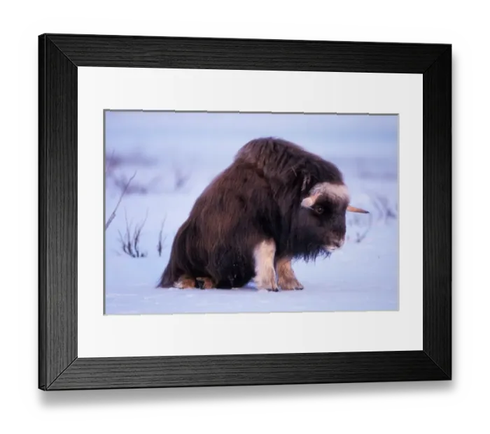 Framed Print : muskox, Ovibos moschantus, bull on the central North Slope of the Brooks Range, Alaska