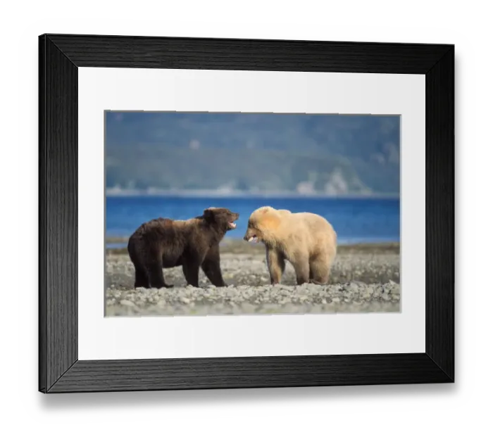 Framed Print : grizzly bear, Ursus horribilis, or brown bear, Ursus arctos, rare blonde (white) Framed Print : grizzly bear, Ursus horribilis, or brown bear, Ursus arctos, rare blonde (white)