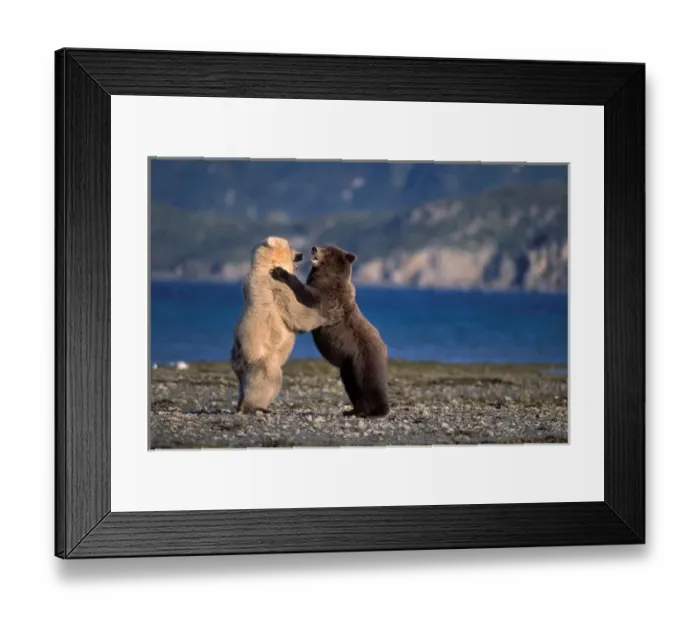 Framed Print : grizzly bear, Ursus horribilis, or brown bear, Ursus arctos, rare blonde (white)