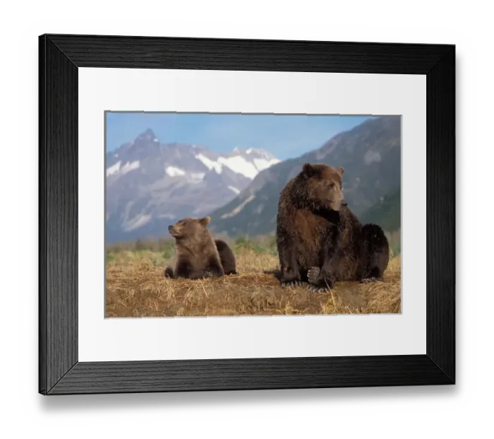 Framed Print : brown bear, Ursus arctos, grizzly bear, Ursus horribils, sow and cub with mountain