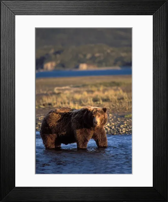 Framed Print : brown bear, Ursus arctos, grizzly bear, Ursus horribils, in river along east coast Framed Print : brown bear, Ursus arctos, grizzly bear, Ursus horribils, in river along east coast
