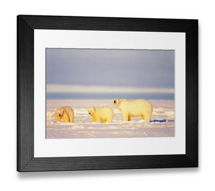 Framed Print : polar bear, Ursus maritimus, sows with cubs on the frozen 1002 coastal plain, Arctic
