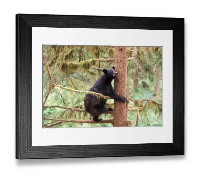 Framed Print : black bear, Ursus americanus, sow in tree, Anan Creek, Tongass National Forest, southeast Framed Print : black bear, Ursus americanus, sow in tree, Anan Creek, Tongass National Forest, southeast