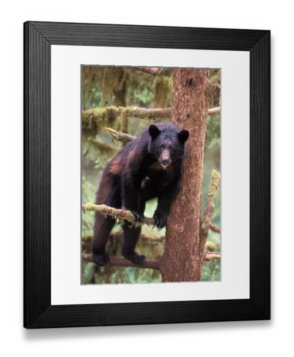 Framed Print : black bear, Ursus americanus, sow in tree scratching her back, Anan Creek, Tongass National Forest