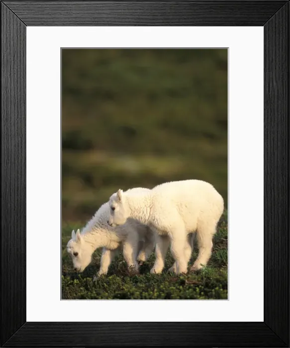 Framed Print : young mountain goats, Oreamnos americanus, foraging on spring greens at Exit Glacier Framed Print : young mountain goats, Oreamnos americanus, foraging on spring greens at Exit Glacier