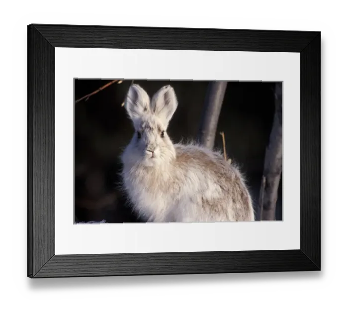 Framed Print : snowshoe hare, Lepus americanus, changing into its summer colors, south side of the Brooks Range Framed Print : snowshoe hare, Lepus americanus, changing into its summer colors, south side of the Brooks Range