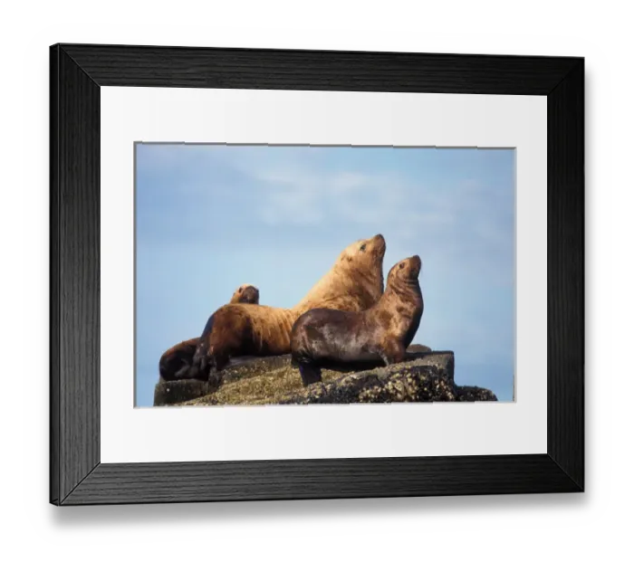 Framed Print : steller sea lions, Eumetopias jubatus, in the Chiswell Islands National Marine Sanctuary