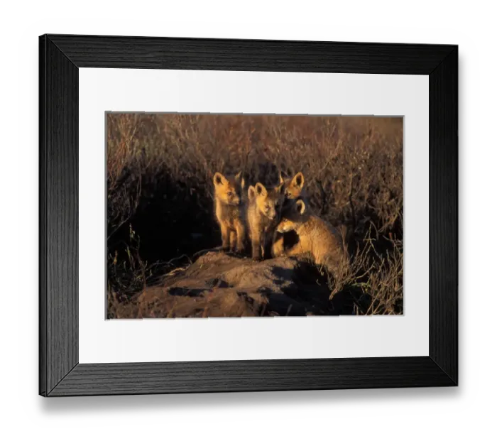Framed Print : red fox kits, Vulpes vulpes, in the 1002 area of Arctic National Wildlife Refuge Framed Print : red fox kits, Vulpes vulpes, in the 1002 area of Arctic National Wildlife Refuge