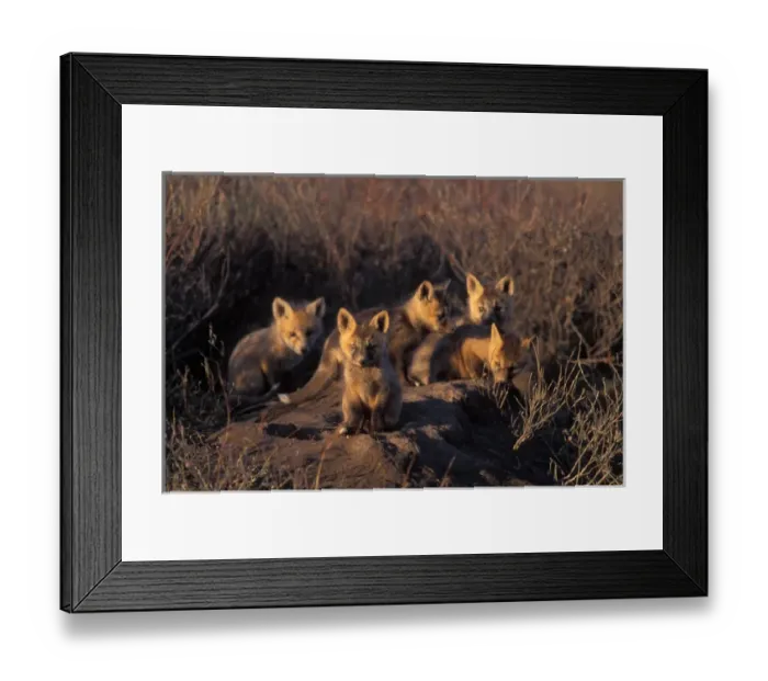 Framed Print : red fox kits, Vulpes vulpes, on their den in the 1002 area of Arctic National Wildlife Refuge Framed Print : red fox kits, Vulpes vulpes, on their den in the 1002 area of Arctic National Wildlife Refuge