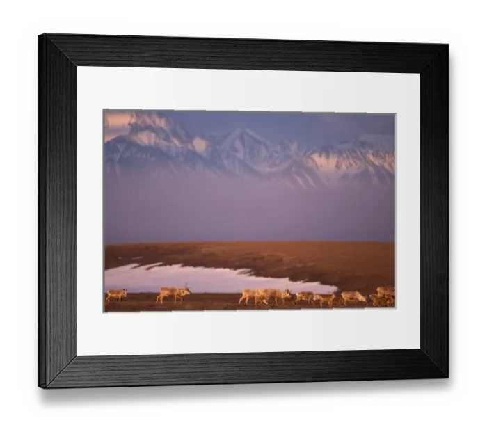 Framed Print : caribou, Rangifer tarandus, with newborn calves, 1002 area of the Arctic National Wildlife Refuge Framed Print : caribou, Rangifer tarandus, with newborn calves, 1002 area of the Arctic National Wildlife Refuge