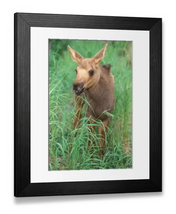 Framed Print : moose calf, Alces alces, on the Kenai Peninsula, southcentral Alaska Framed Print : moose calf, Alces alces, on the Kenai Peninsula, southcentral Alaska