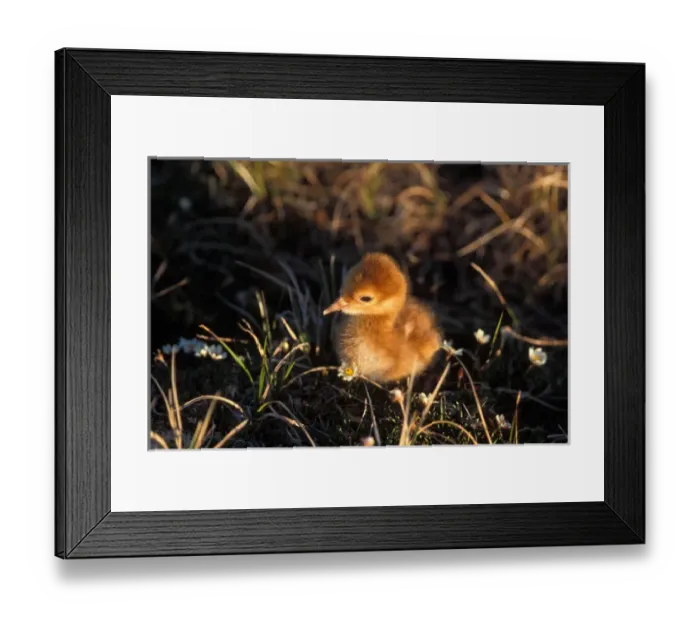 Framed Print : sandhill crane chick, Grus canadensis, chick in the 1002 area of the Arctic National Framed Print : sandhill crane chick, Grus canadensis, chick in the 1002 area of the Arctic National