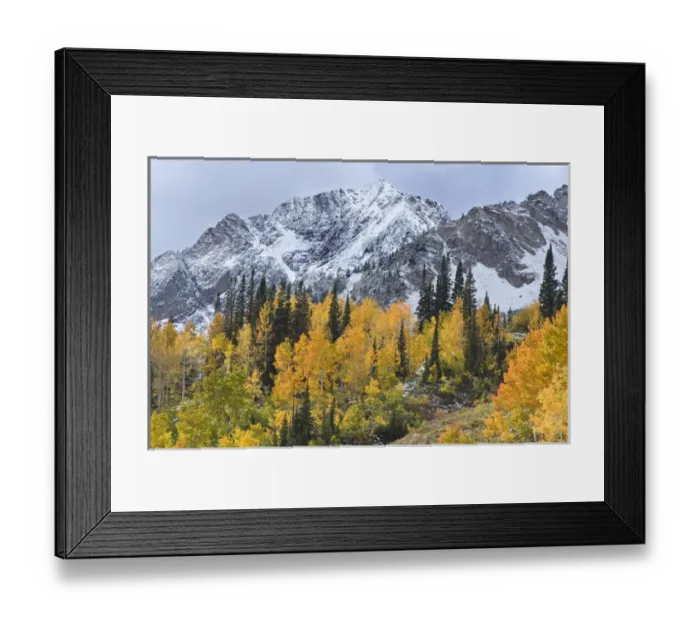 Framed Print : Mount Superior, Little Cottonwood Canyon, Fall Aspen trees with snow, Wasatch Mountains Framed Print : Mount Superior, Little Cottonwood Canyon, Fall Aspen trees with snow, Wasatch Mountains