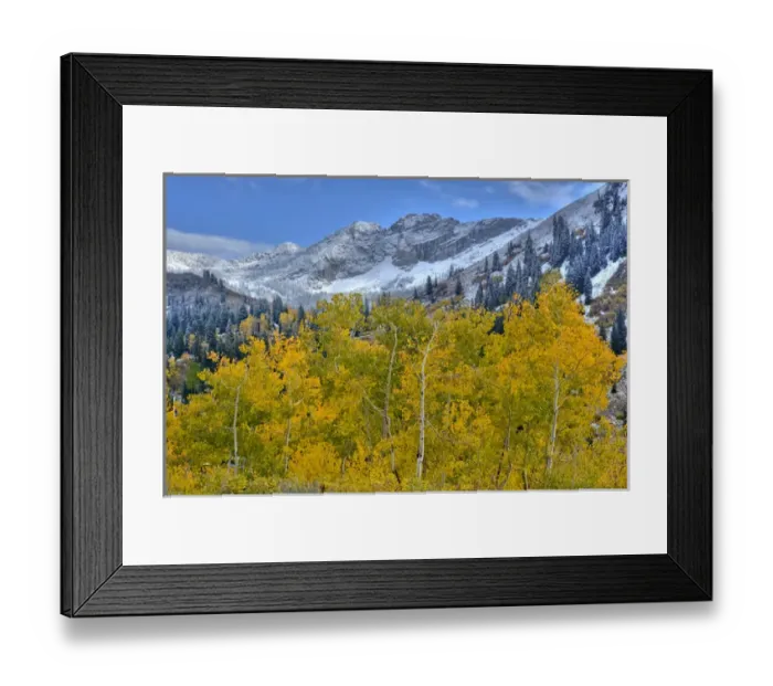 Framed Print : Fall Aspen Trees and early season snow at Alta, Utah, Devils Castle in background Framed Print : Fall Aspen Trees and early season snow at Alta, Utah, Devils Castle in background