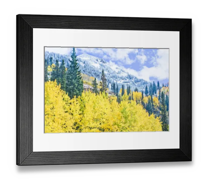 Framed Print : First Snow at Snowbird Ski Resort. Pine trees, Yellow Aspens, and Snow, Little Cottonwood Canyon Framed Print : First Snow at Snowbird Ski Resort. Pine trees, Yellow Aspens, and Snow, Little Cottonwood Canyon