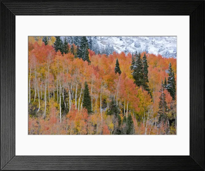 Framed Print : Fall Aspen Trees in orange, and early season snow at Alta, Utah, near Salt Lake City Framed Print : Fall Aspen Trees in orange, and early season snow at Alta, Utah, near Salt Lake City