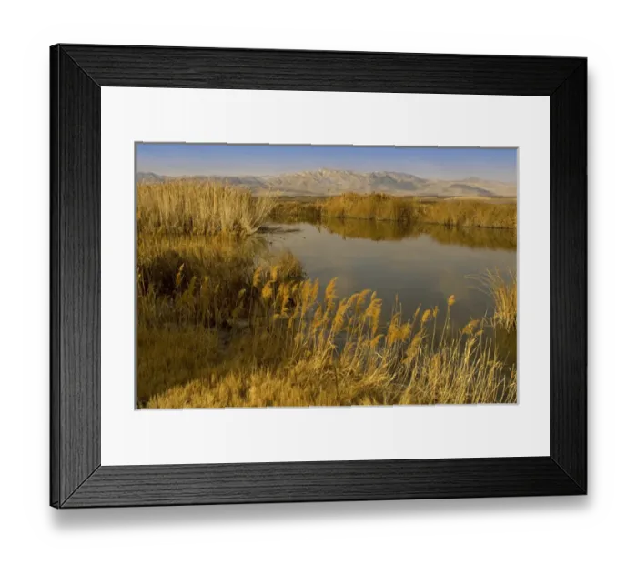 Framed Print : ditch reed, common reed, Phragmites communis, and Bear River, Bear River Migratory Framed Print : ditch reed, common reed, Phragmites communis, and Bear River, Bear River Migratory