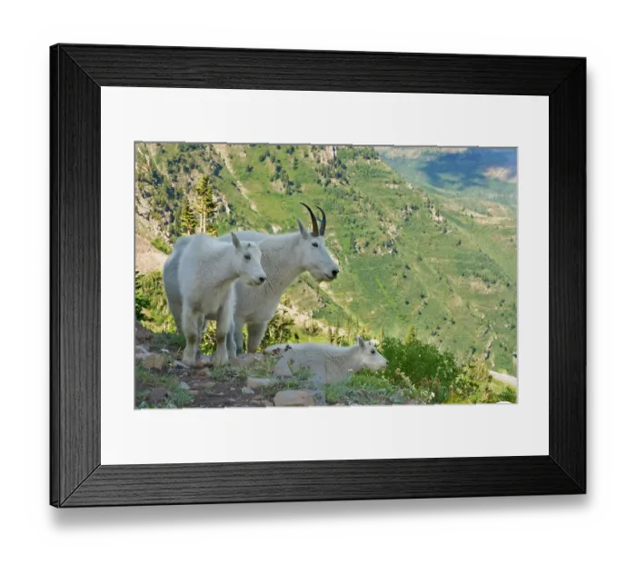 Framed Print : Mountain Goats and kid on a Mount Timpanogas Wilderness overlook, Oreamnos Americanus Framed Print : Mountain Goats and kid on a Mount Timpanogas Wilderness overlook, Oreamnos Americanus