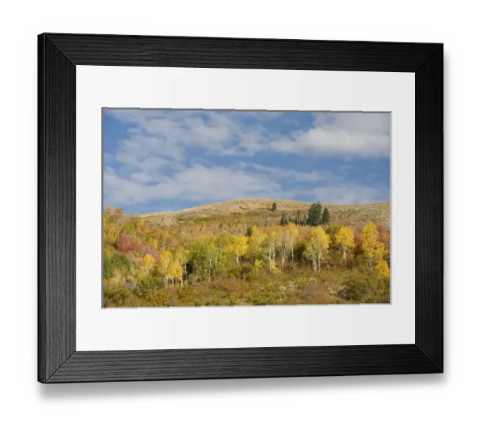 Framed Print : Fall foliage in East Canyon, Uintah-Wasatch Cache National Forest, near Park City Framed Print : Fall foliage in East Canyon, Uintah-Wasatch Cache National Forest, near Park City