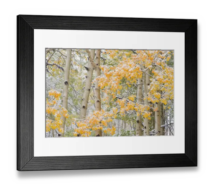 Framed Print : First Snow storm in Autumn, Aspen trees (Populus tremuloides)near Alta, Uinta-Wasatch-Cache Framed Print : First Snow storm in Autumn, Aspen trees (Populus tremuloides)near Alta, Uinta-Wasatch-Cache
