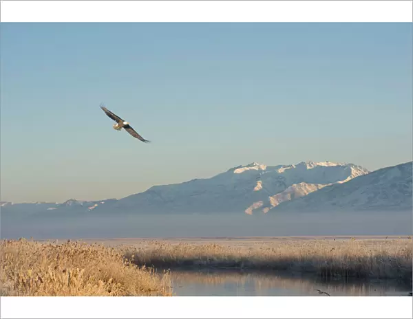 Bald Eagle flying over Farmington Bay Waterfowl Management Area Utah Division of Wildlife Resources