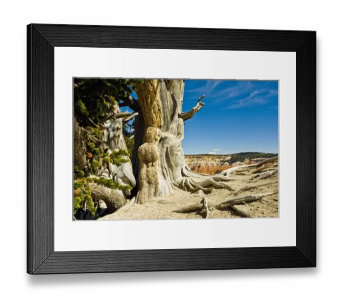 Framed Print : Great Basin Bristlecone Pine Pinus longaeva, At Cedar Breaks National Monument, Utah Framed Print : Great Basin Bristlecone Pine Pinus longaeva, At Cedar Breaks National Monument, Utah
