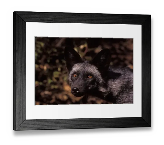 Framed Print : silver fox, red fox morph, Vulpes vulpes, in the foothills of the Takshanuk mountains Framed Print : silver fox, red fox morph, Vulpes vulpes, in the foothills of the Takshanuk mountains