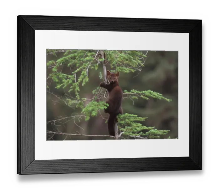 Framed Print : pine marten, Martes martes, up a tree in the foothills of the Takshanuk mountains
