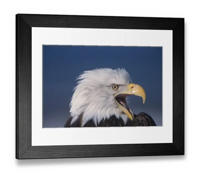 Framed Print : bald eagle, Haliaeetus leuccocephalus, (threatened) in Katchemack bay, Alaska Framed Print : bald eagle, Haliaeetus leuccocephalus, (threatened) in Katchemack bay, Alaska