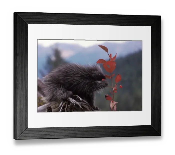 Framed Print : common porcupine, Erethizon dorsatum, feeding on high brush cranberry leaves, in Framed Print : common porcupine, Erethizon dorsatum, feeding on high brush cranberry leaves, in