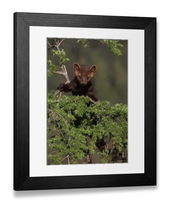 Framed Print : pine marten, Martes martes, in a tree in the foothills of the Takshanuk mountains Framed Print : pine marten, Martes martes, in a tree in the foothills of the Takshanuk mountains