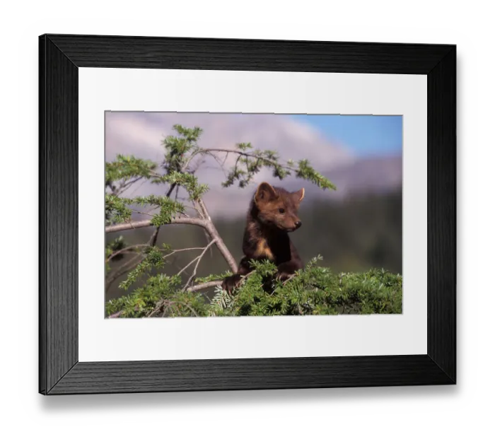 Framed Print : pine marten, Martes martes, in a tree in the foothills of the Takshanuk mountains