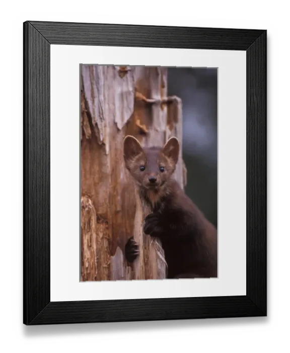 Framed Print : pine marten, Martes martes, in a tree in the foothills of the Takshanuk mountains Framed Print : pine marten, Martes martes, in a tree in the foothills of the Takshanuk mountains