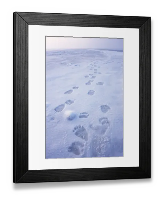 Framed Print : polar bear, Ursus maritimus, fresh tracks on the pack ice of the 1002 coastal plain