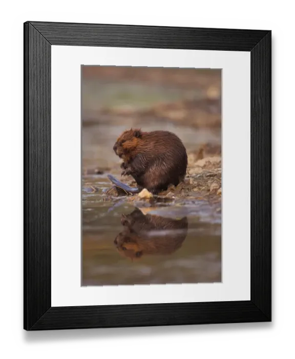 Framed Print : beaver, Castor canadensis, cleans itself along the banks of a kettle pond in Framed Print : beaver, Castor canadensis, cleans itself along the banks of a kettle pond in