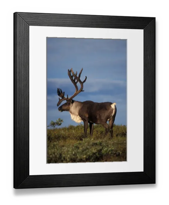 Framed Print : caribou in velvet, Rangifer tarandus, bull in Denali National Park, interior Alaska