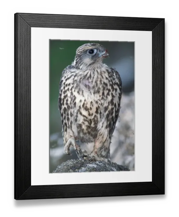 Framed Print : gyrfalcon, Falco rusticolus, juvenile getting ready to fly with lots of mosquitos Framed Print : gyrfalcon, Falco rusticolus, juvenile getting ready to fly with lots of mosquitos