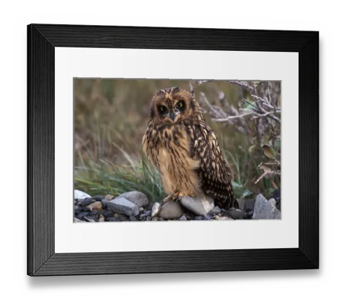 Framed Print : short-eared owl, Asio flammeus, North Slope of the Brooks Range, central Arctic coast Framed Print : short-eared owl, Asio flammeus, North Slope of the Brooks Range, central Arctic coast