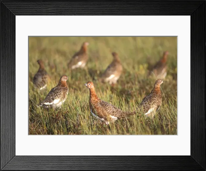 Framed Print : rock ptarmigan, Lagopus mutus, in fall colors, central Arctic coastal plain, Arctic