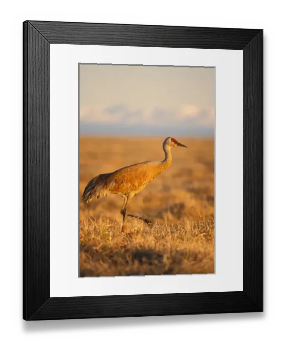 Framed Print : sandhill crane, Grus canadensis, adult with chick, 1002 area of the Arctic National Wildlife Refuge Framed Print : sandhill crane, Grus canadensis, adult with chick, 1002 area of the Arctic National Wildlife Refuge