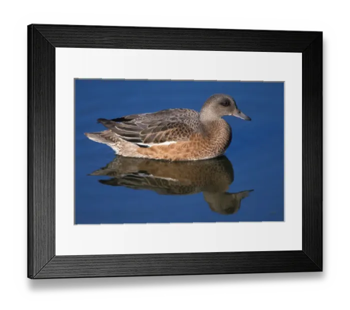 Framed Print : american wigeon, Anas americana, on the 1002 coastal plain of the Arctic National Wildlife Refuge Framed Print : american wigeon, Anas americana, on the 1002 coastal plain of the Arctic National Wildlife Refuge